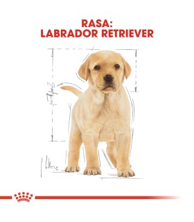 Royal Canin Breed Labrador Retriver Puppy - Karma Sucha dla Szczeniąt Labrador 1kg
