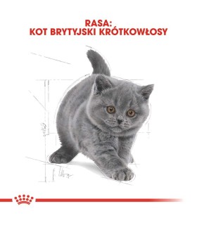 Royal Canin FBN British Shorthair Kitten - Karma Sucha dla Kociąt do 12 miesiąca, Rasy Brytyjski Krótkowłosy 2kg
