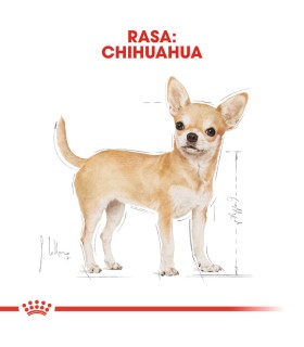 Royal Canin Adult Karma mokra dla psa Chihuahua 12x85g