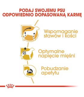 ROYAL CANIN Karma mokra dla psów dorosłych rasy jamnik 85g