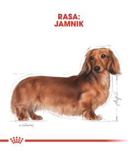 ROYAL CANIN Karma mokra dla psów dorosłych rasy jamnik 12x85g