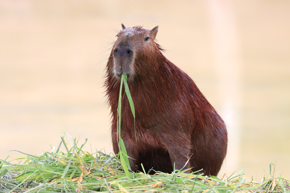 Kapibara je trawę