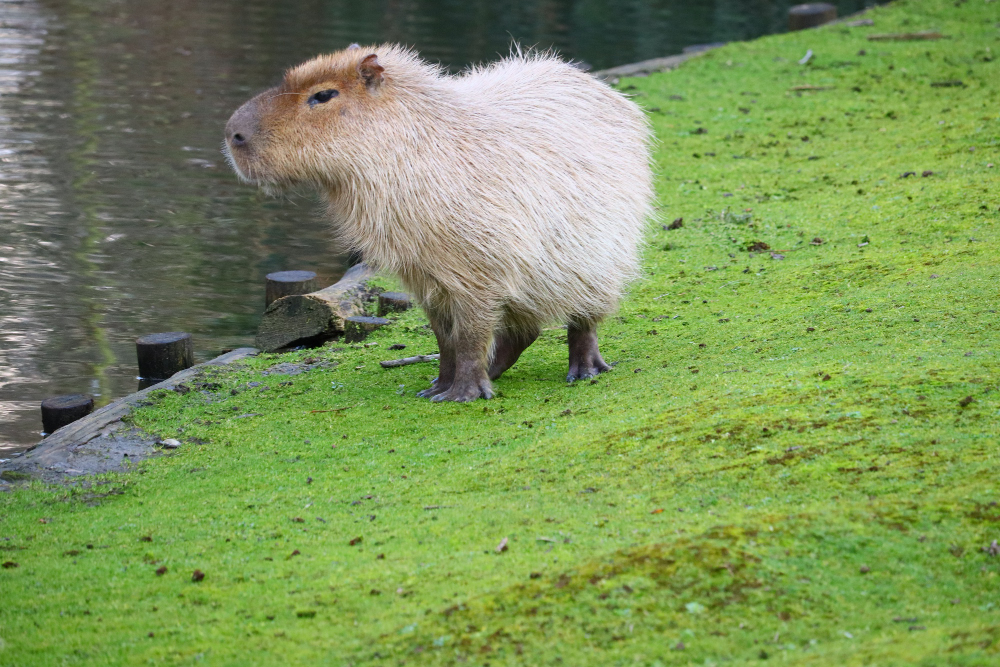 Kapibara na trawie nad wodą