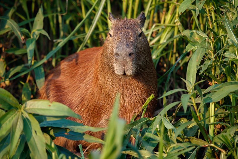 Jak wygląda kapibara