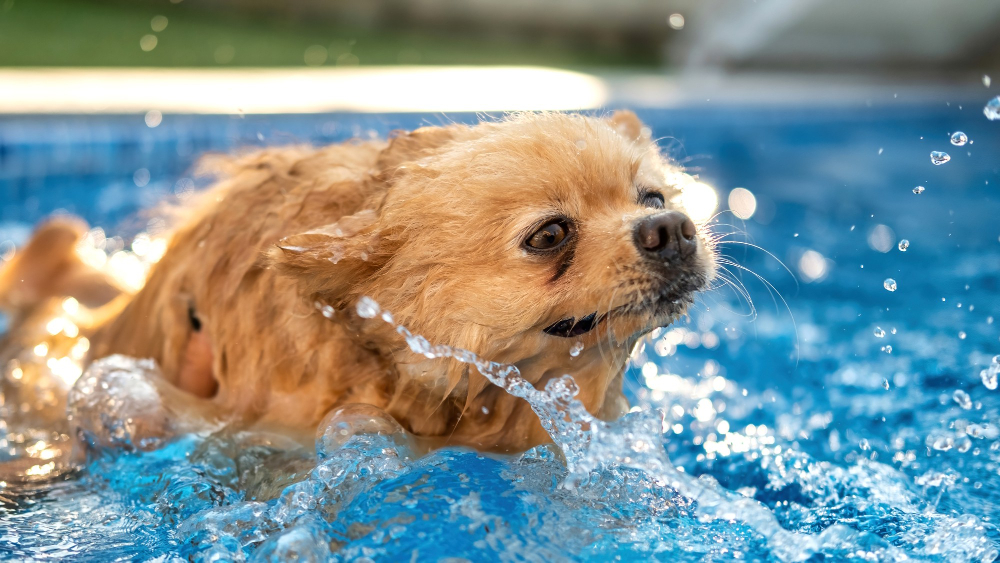 pies pływa w basenie