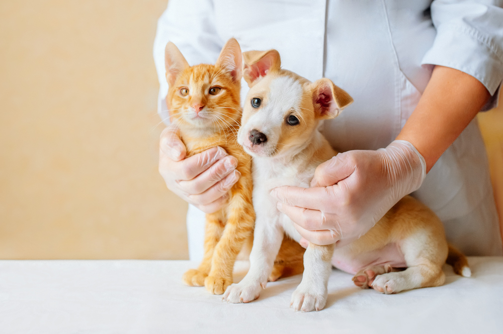 szczepienie psa i kota