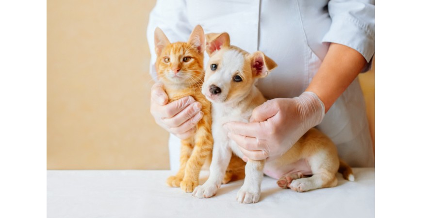Na co szczepimy psy i koty? 