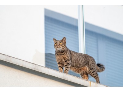 Jak zabezpieczyć balkon dla kota?