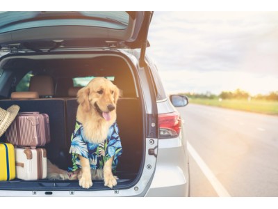 Jak przygotować psa do podróży?