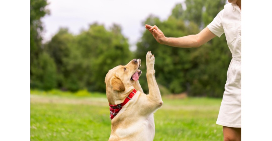Szkolenie psów — co powinieneś o nim wiedzieć?