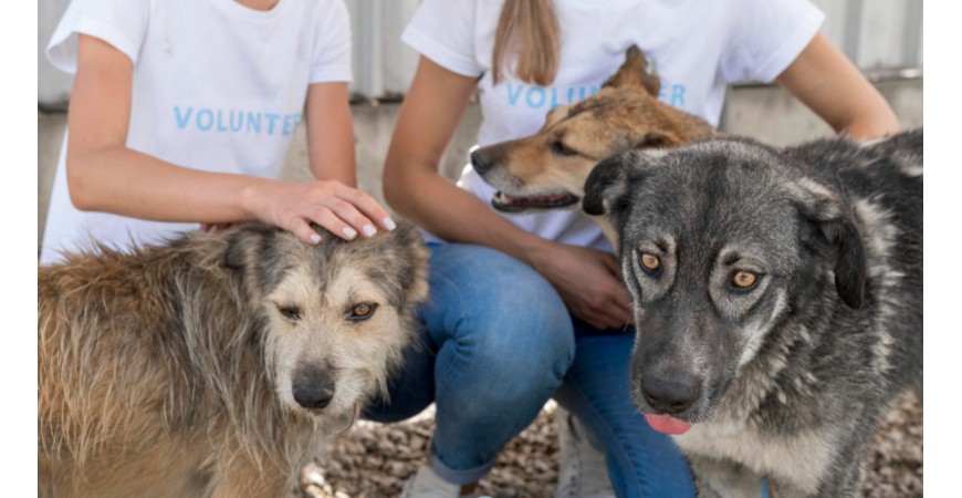 Jak zostać wolontariuszem w schronisku dla zwierząt