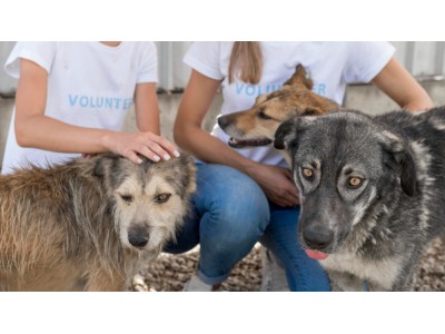 Jak zostać wolontariuszem w schronisku dla zwierząt