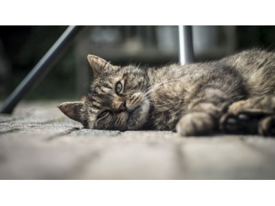 Giardioza u kota — rozpoznanie i leczenie