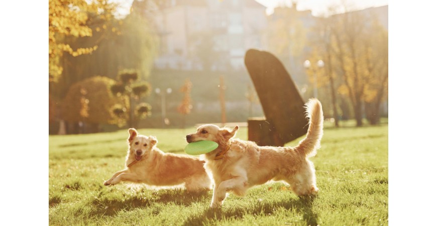 Jak unikać konfliktów między psami w parku?