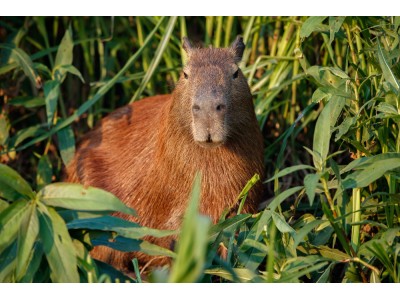 Kapibara - największy gryzoń świata, bijący rekordy popularności w internecie