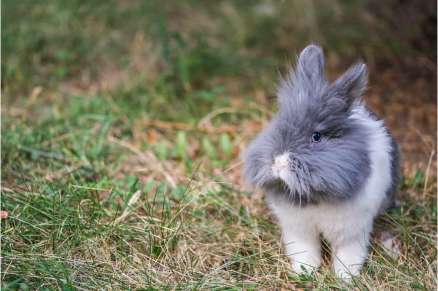 Karzełek Teddy - poznaj jednego z najpiękniejszych królików domowych