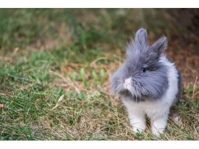 Karzełek Teddy - poznaj jednego z najpiękniejszych królików domowych