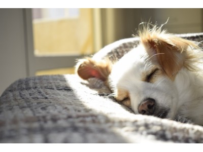 Jak zadbać o odporność i higienę psa jesienią?
