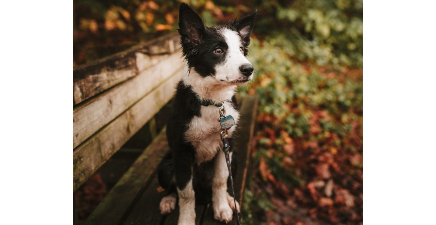 7 jesiennych wskazówek jak zatroszczyć się o psa