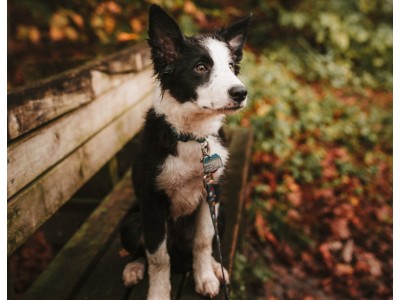 7 jesiennych wskazówek jak zatroszczyć się o psa