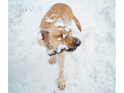Jak przygotować psa do zimy?