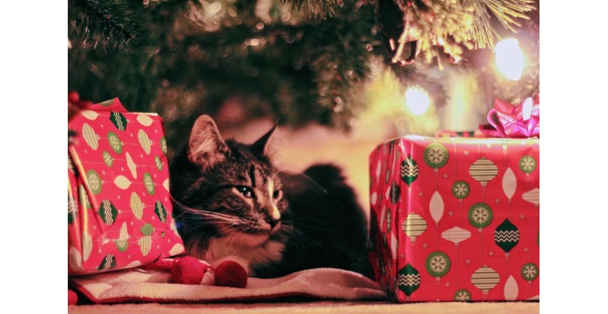 5 pomysłów na świąteczny prezent dla kota