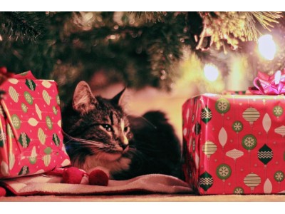 5 pomysłów na świąteczny prezent dla kota