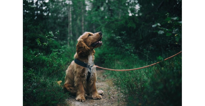 Kleszcze u psa — zapobieganie, rozpoznanie, usuwanie