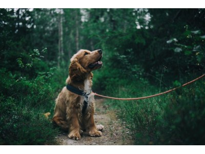 Kleszcze u psa — zapobieganie, rozpoznanie, usuwanie