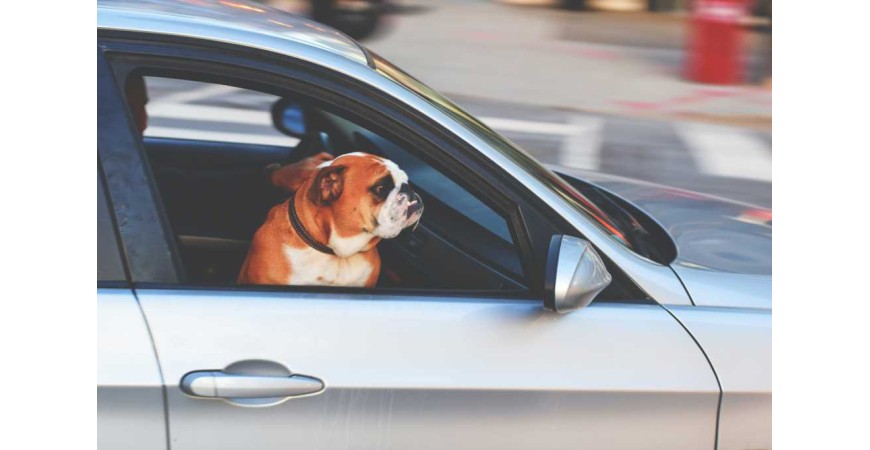 Podróż z psem — jak ograniczyć stres zwierzaka do minimum?