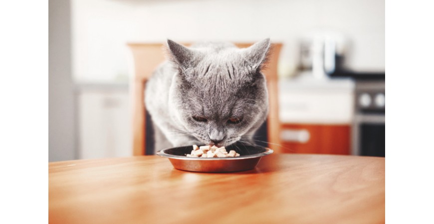 Jak dobrać karmę dla kota?