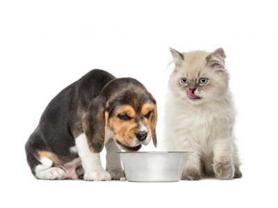 Co powinny jeść młode psy i koty?