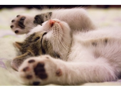 Pielęgnacja sierści kota na wiosnę — o czym warto pamiętać?