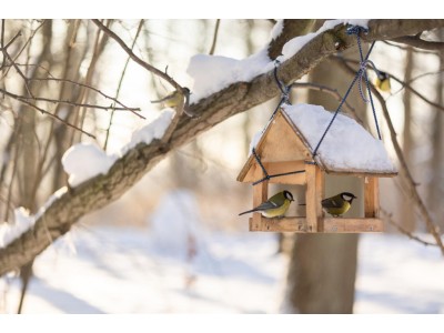 Czy wiesz czym dokarmiać ptaki zimą? Wybierz uniwersalny czarny słonecznik