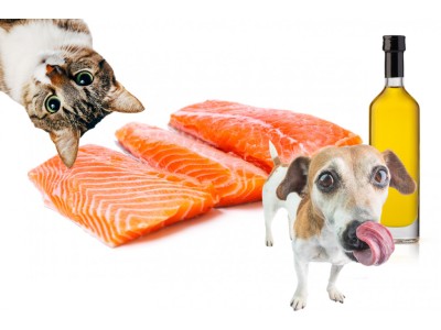 Olej z łososia dla psa i kota. Jak wybrać i jak dawkować? 