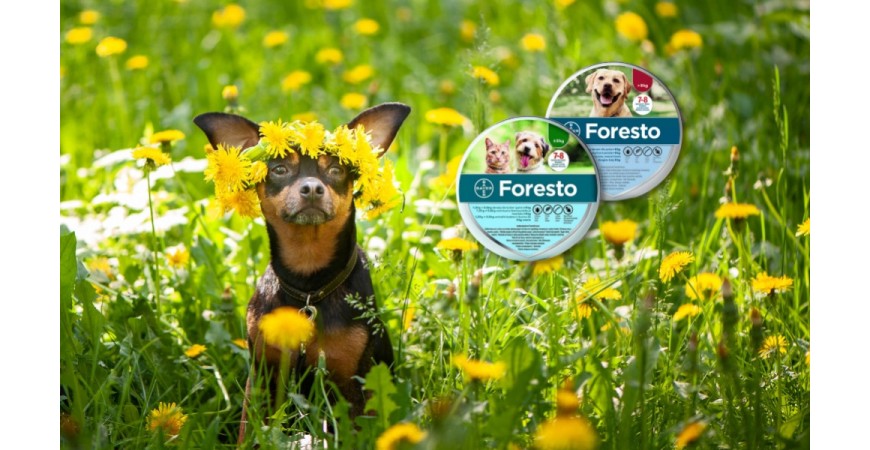Jak działa obroża Foresto przeciw pchłom i kleszczom u psów i kotów?