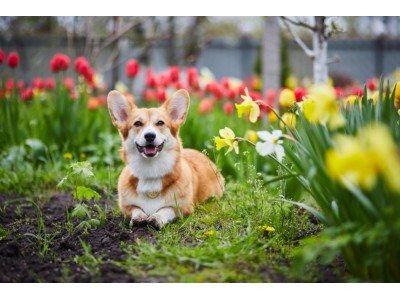 Borelioza u psów — przyczyny, objawy, leczenie i profilaktyka