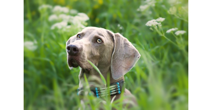Babeszjoza u psa — objawy, leczenie, zapobieganie