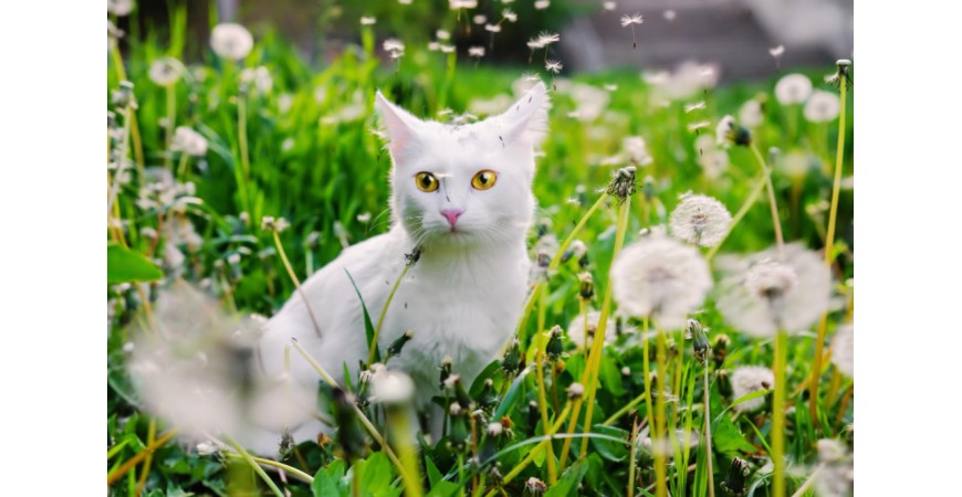 Alergia u kota — przyczyny, objawy, leczenie