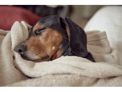 Nosówka u psa — niebezpieczna choroba psów. Profilaktyka, objawy, leczenie